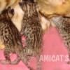 Bengal Mini Leopardo Amicat´s Filhotes Preço Comprar Vender